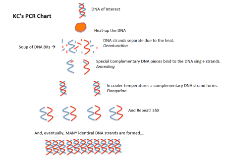 Screen Shot 2015-08-13 at 8.05.35 AM