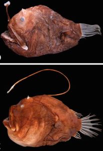 1024px-Representatives_of_ceratioid_families