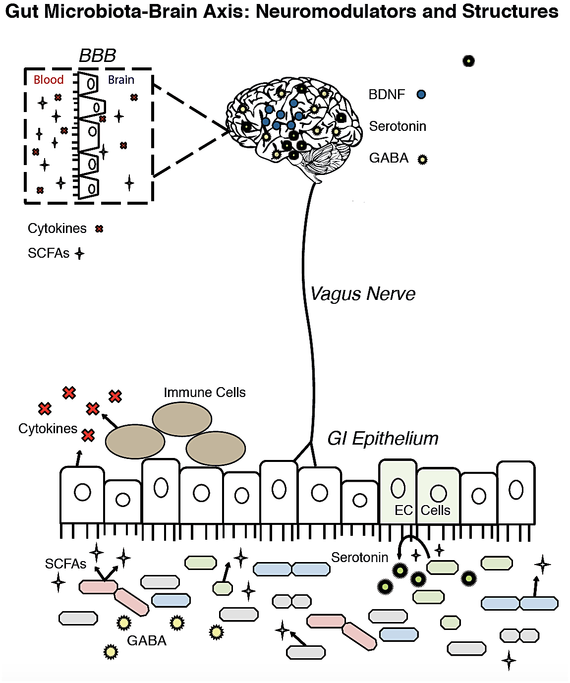 MICROBES and the MIND: emerging hallmarks of the gut microbiota–brain ...